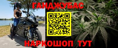 сатива Кингисепп